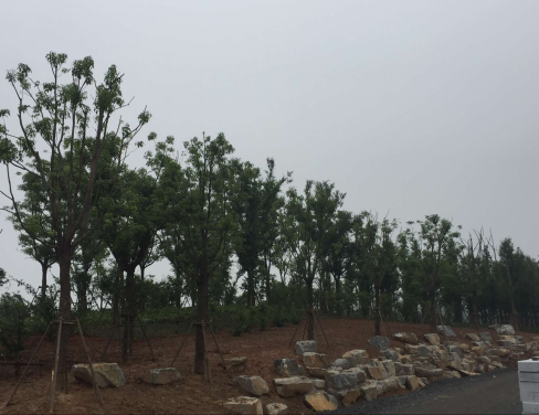 大象湖湿地公园景观建设已完成乔灌木莳植_尊时凯龙