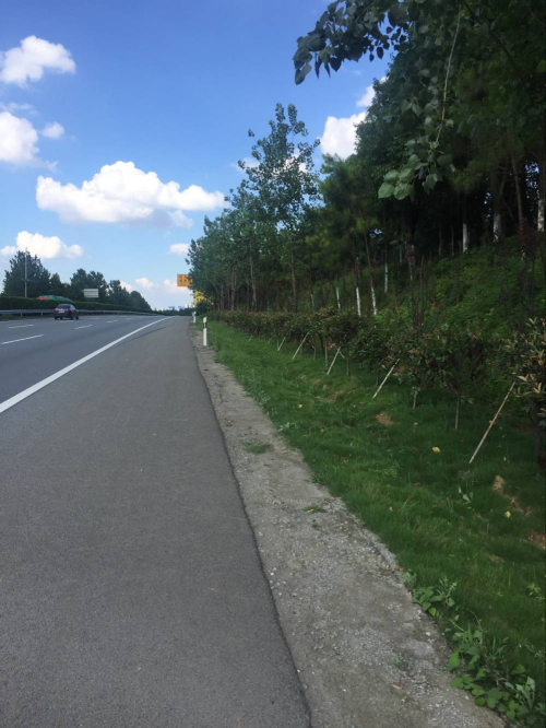 西外环高速绿化提升刷新试验段旧貌换新颜_尊时凯龙