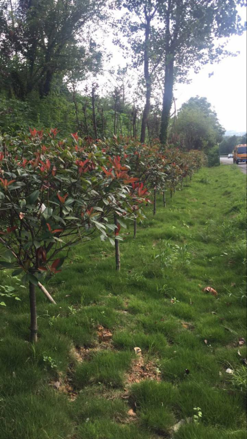 西外环高速绿化提升刷新试验段旧貌换新颜_尊时凯龙